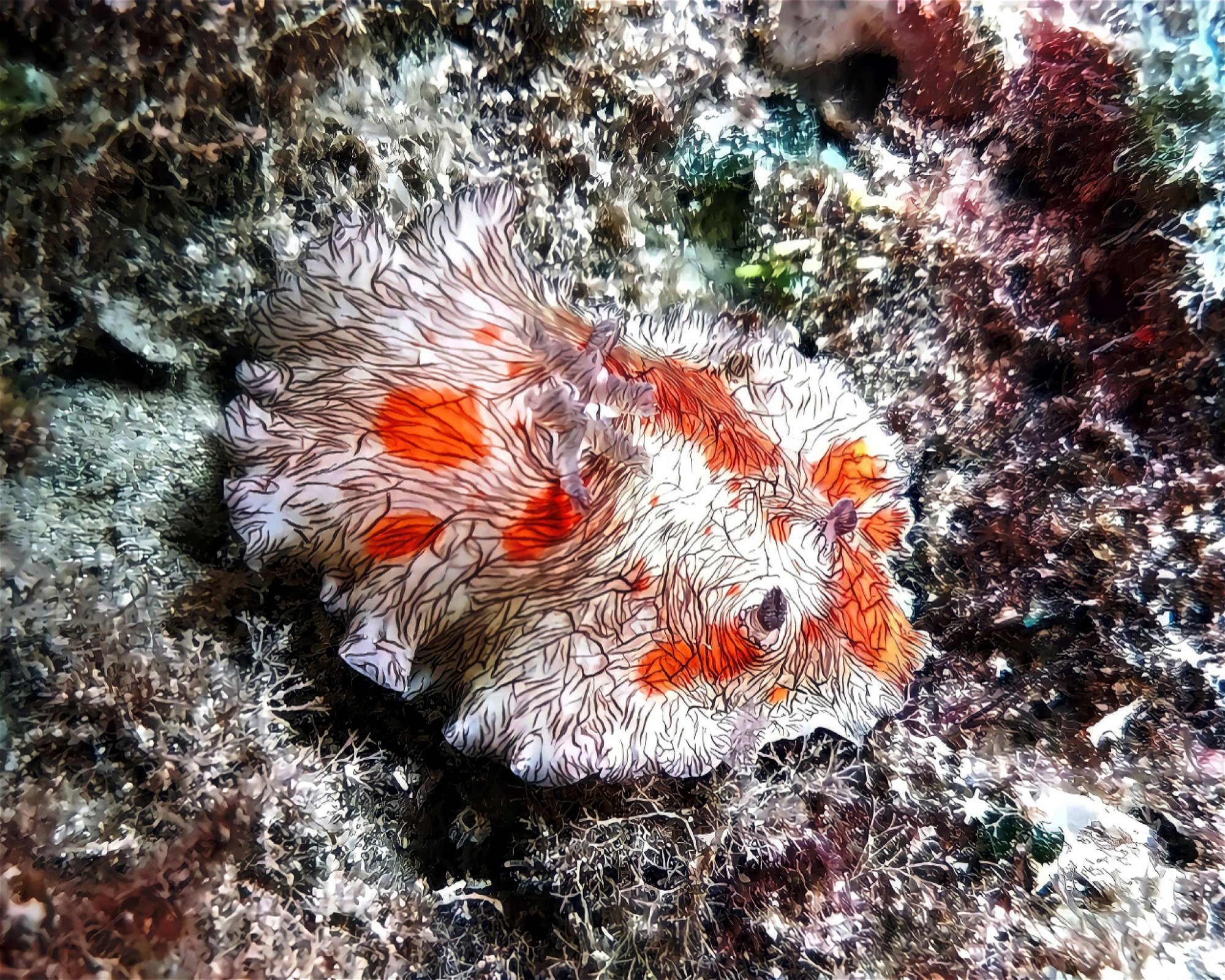 E&Z Diving Center, 6015 Lapu-lapu City