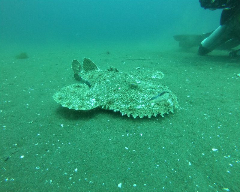 Divesite Image
