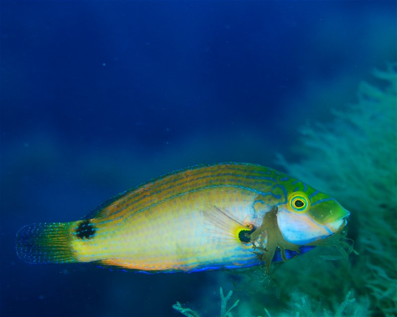 Divesite Image