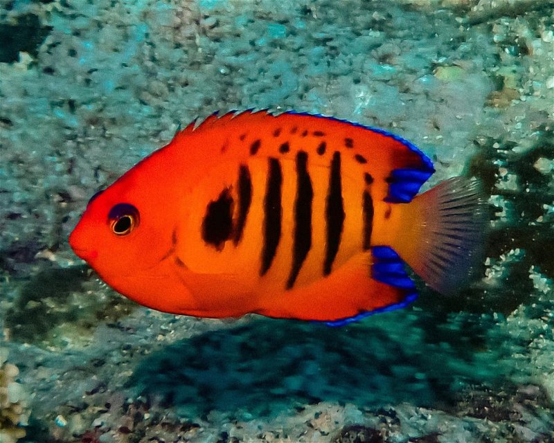 Divesite Image