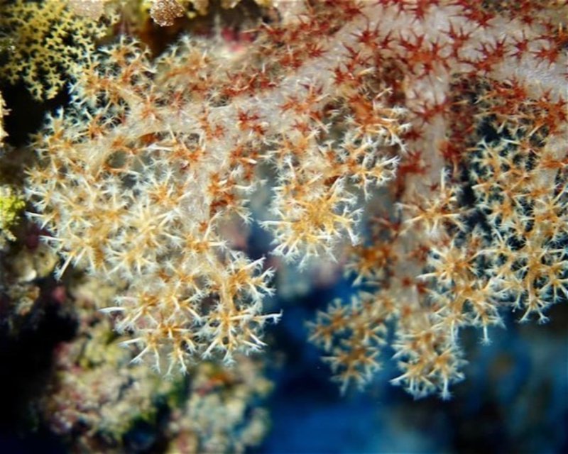 Divesite Image