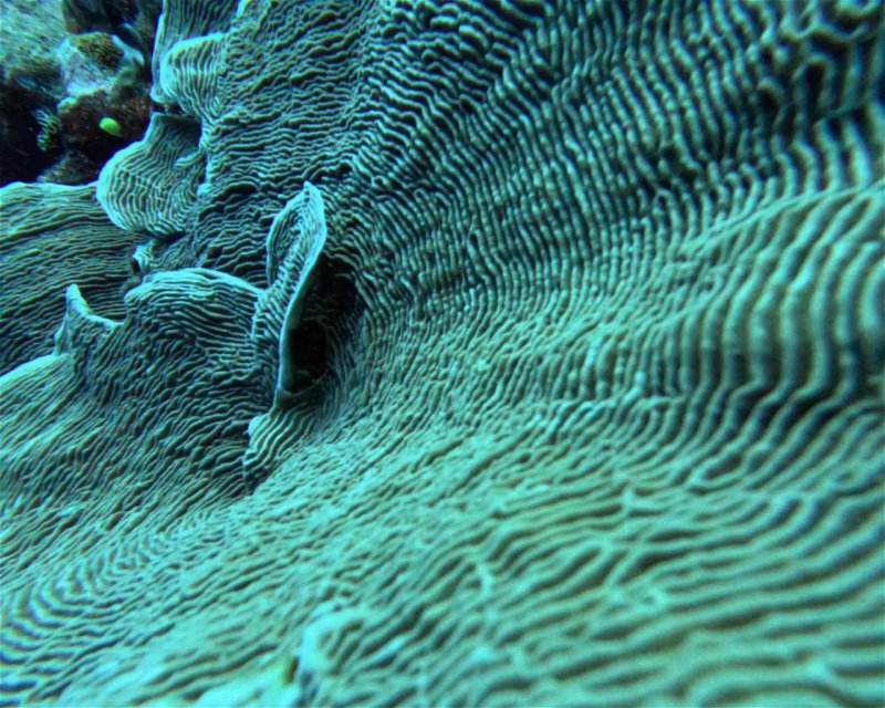 Divesite Image