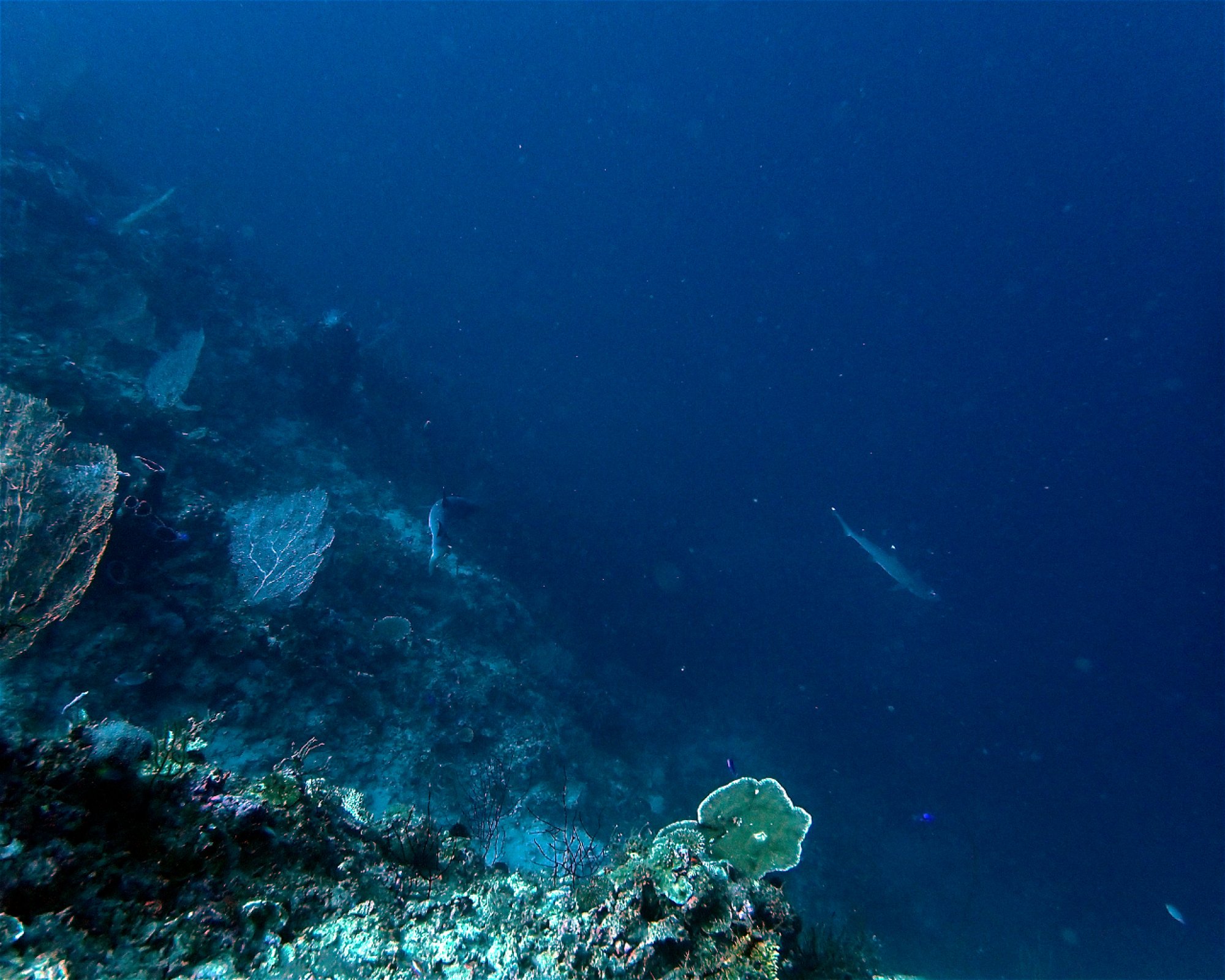 Santai Divers Maumere, 86185 Waigete