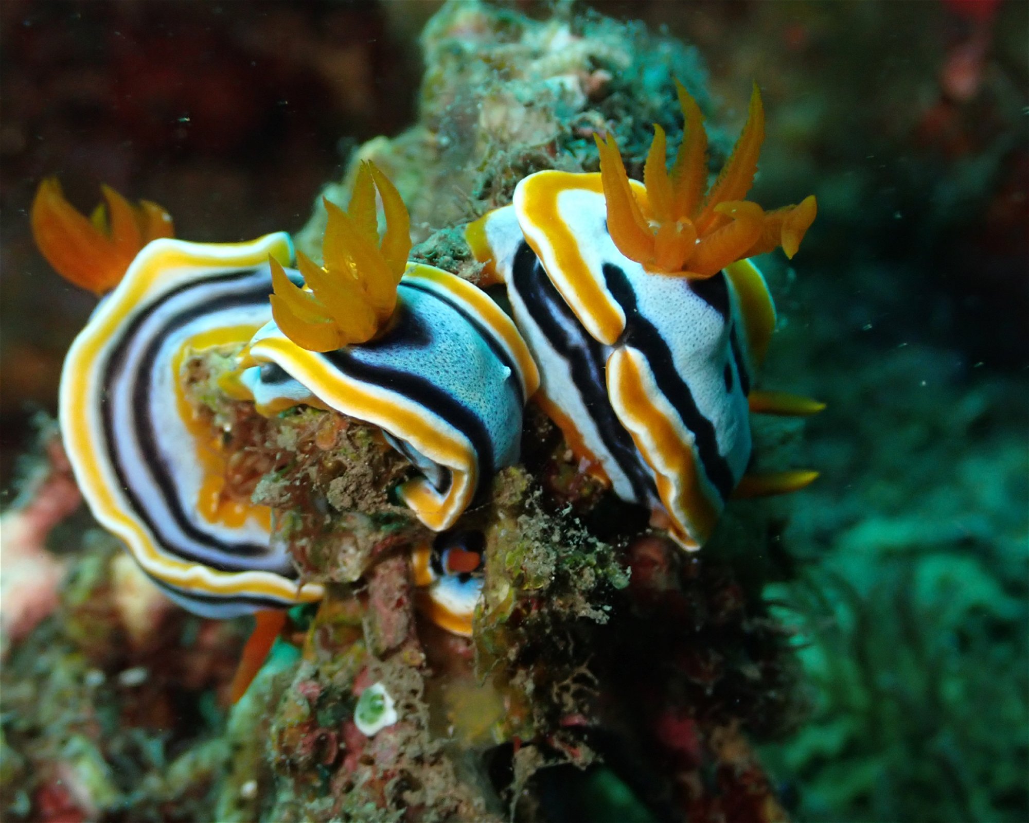 Santai Divers Maumere, 86185 Waigete