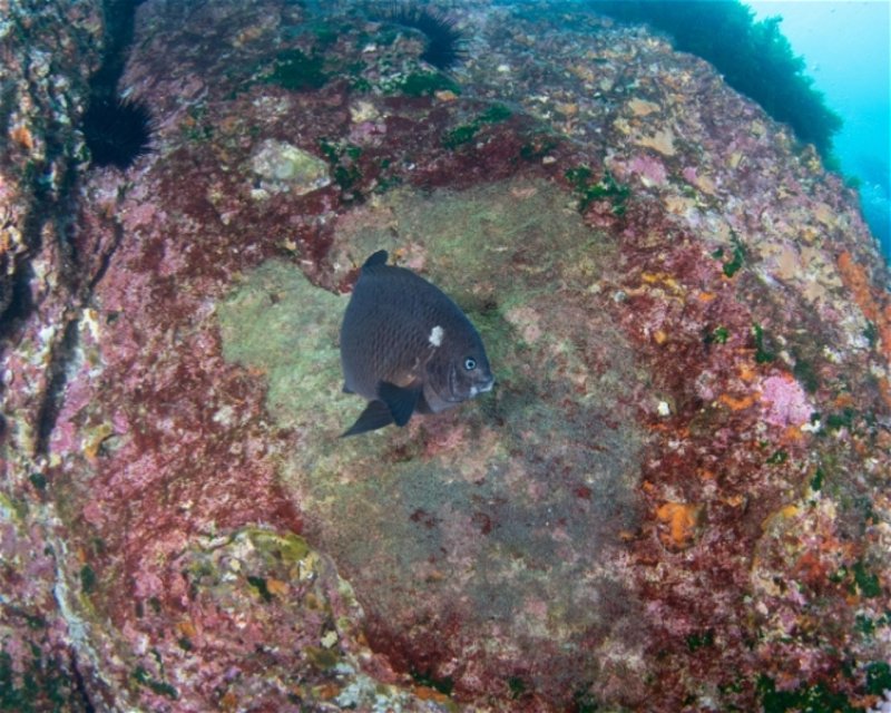 Divesite Image