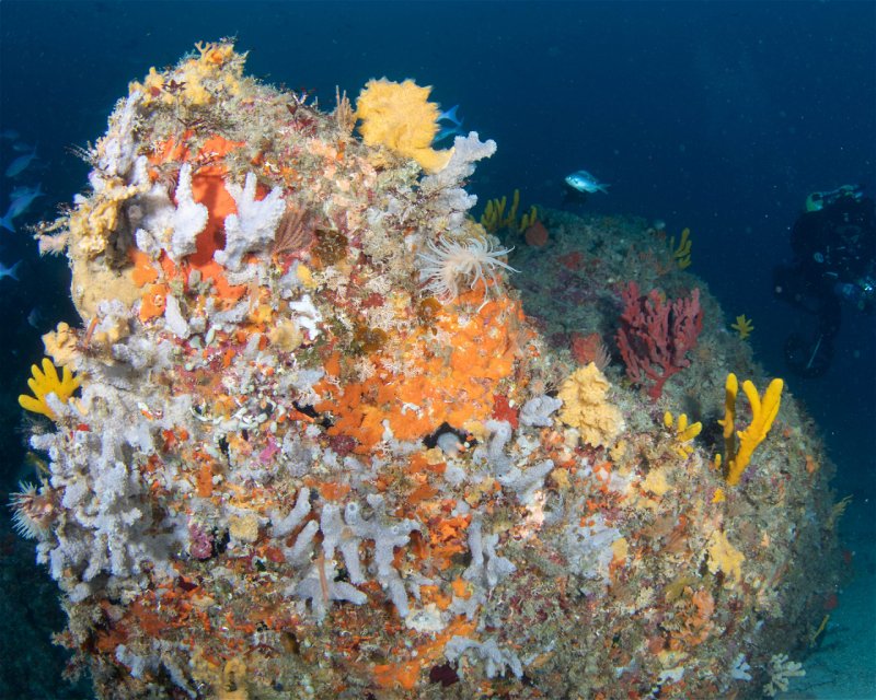 Divesite Image