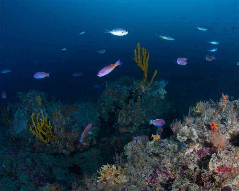 Divesite Image