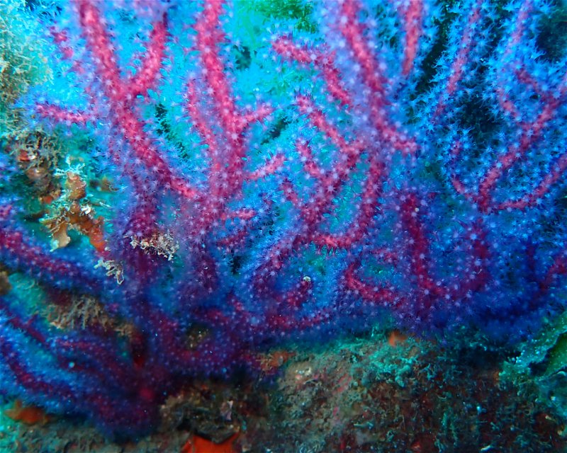 Divesite Image