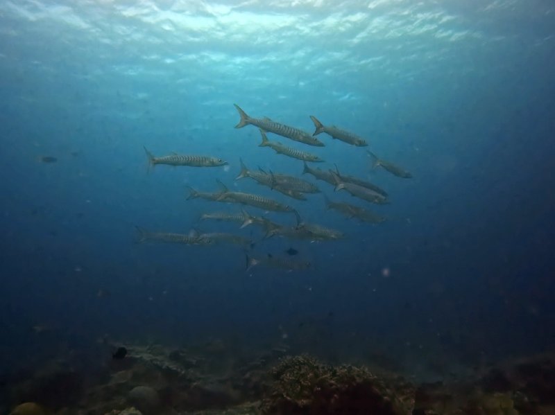 Divesite Image