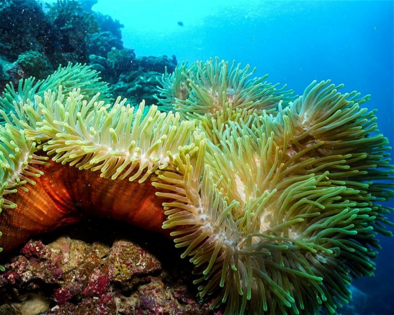 Divesite Image