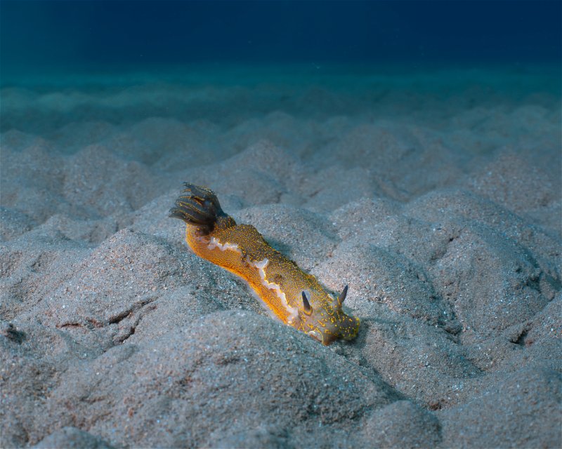 Divesite Image