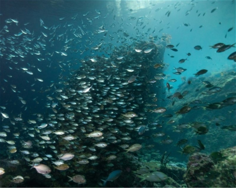 Divesite Image