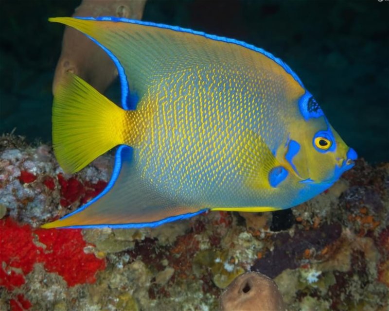 Divesite Image