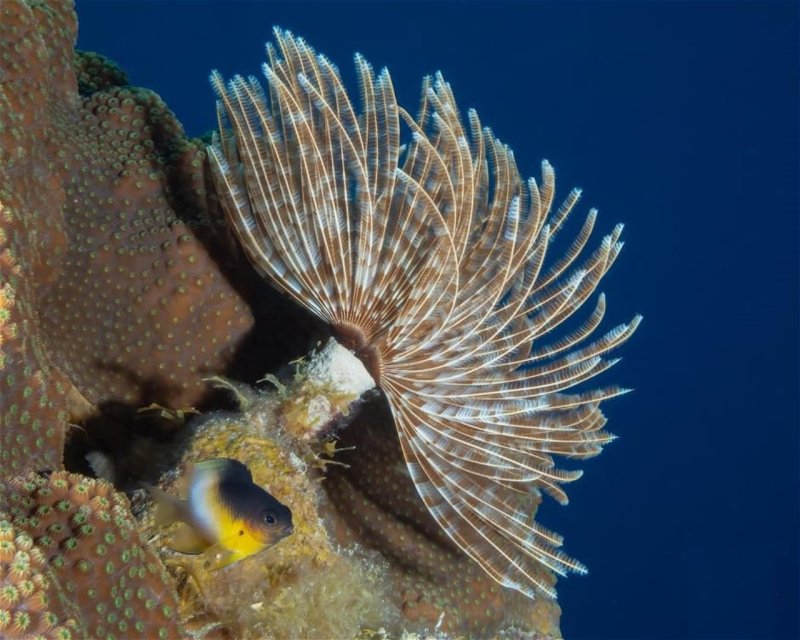 Divesite Image