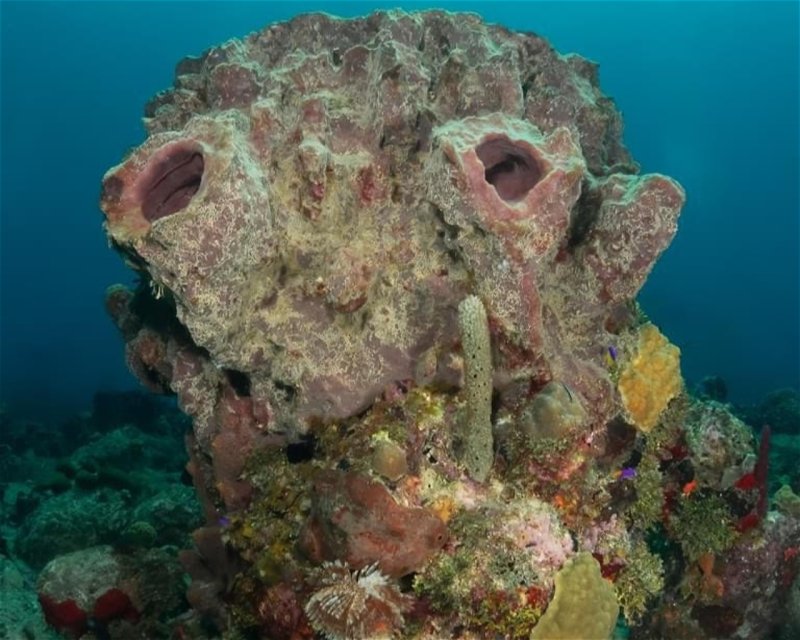 Divesite Image