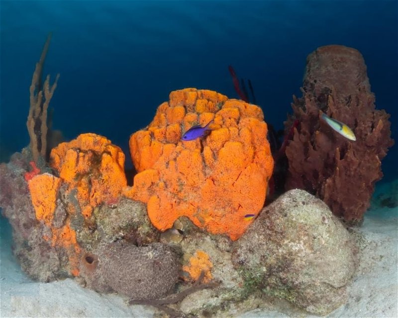Divesite Image