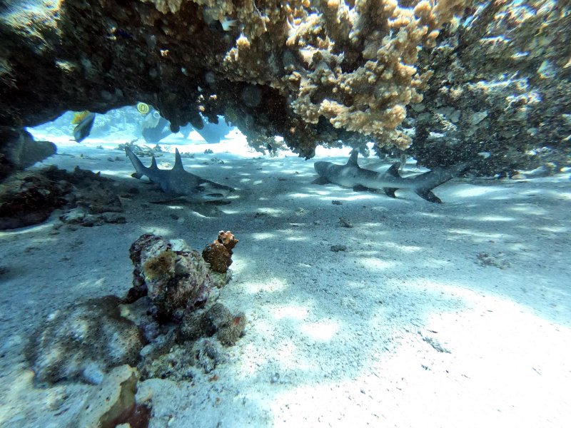 Divesite Image