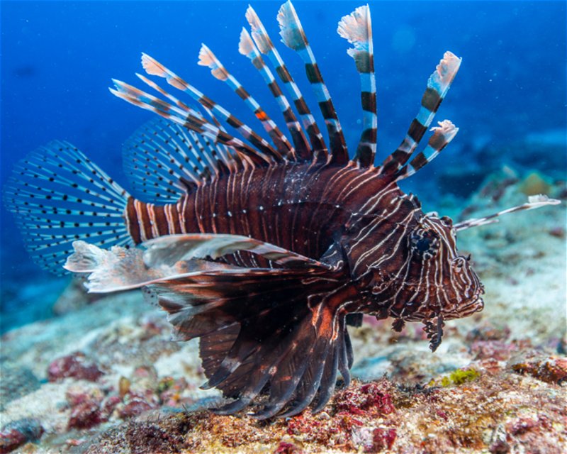 Divesite Image