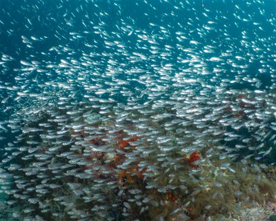 Neru Faru - Hilton Maldives Amingiri Housereef  (★4.6)