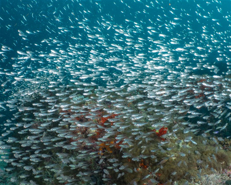 Divesite Image