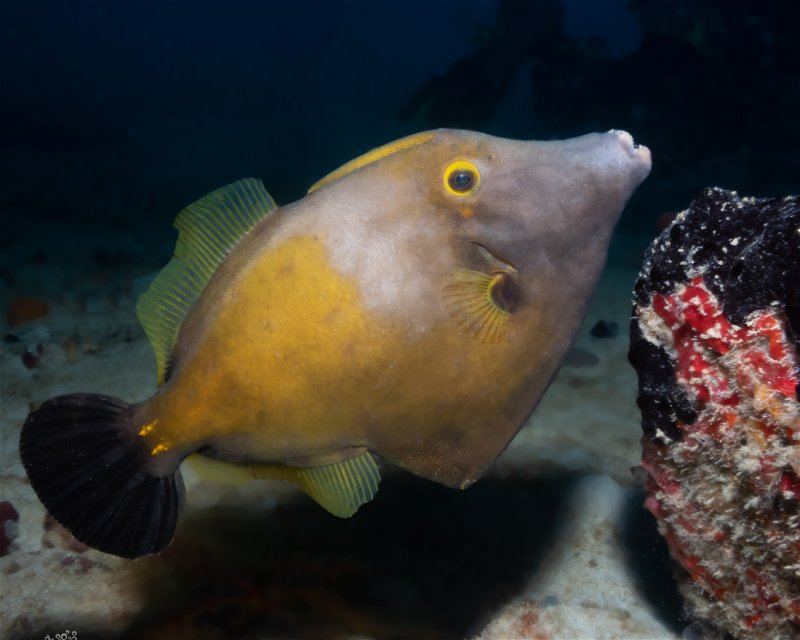 Divesite Image
