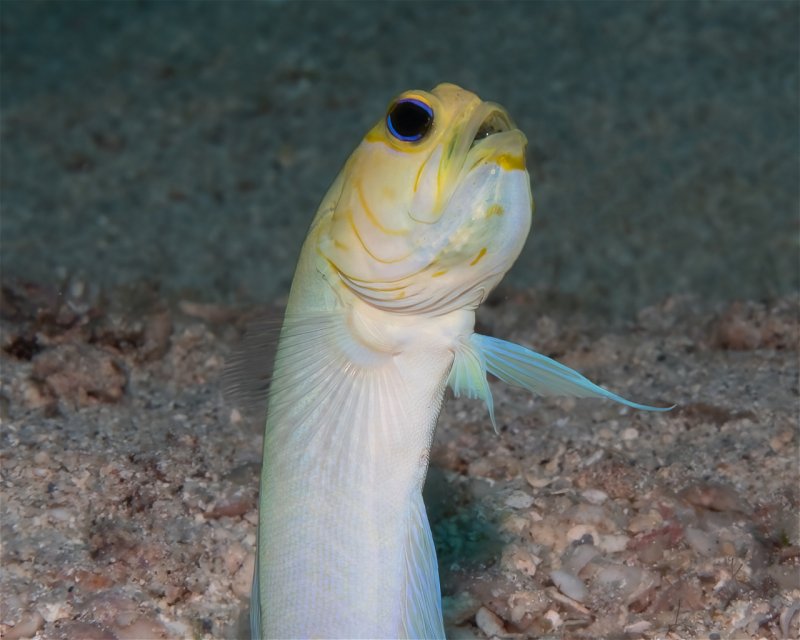 Divesite Image