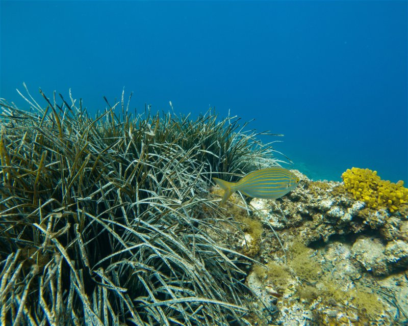Divesite Image