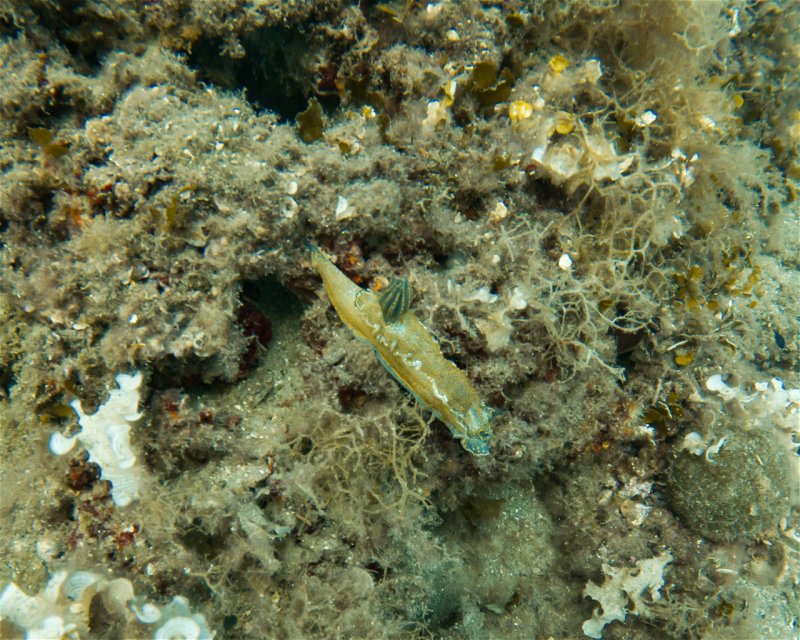 Divesite Image