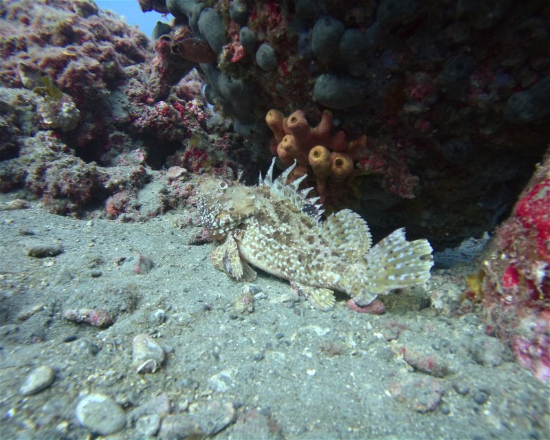 Divesite Image