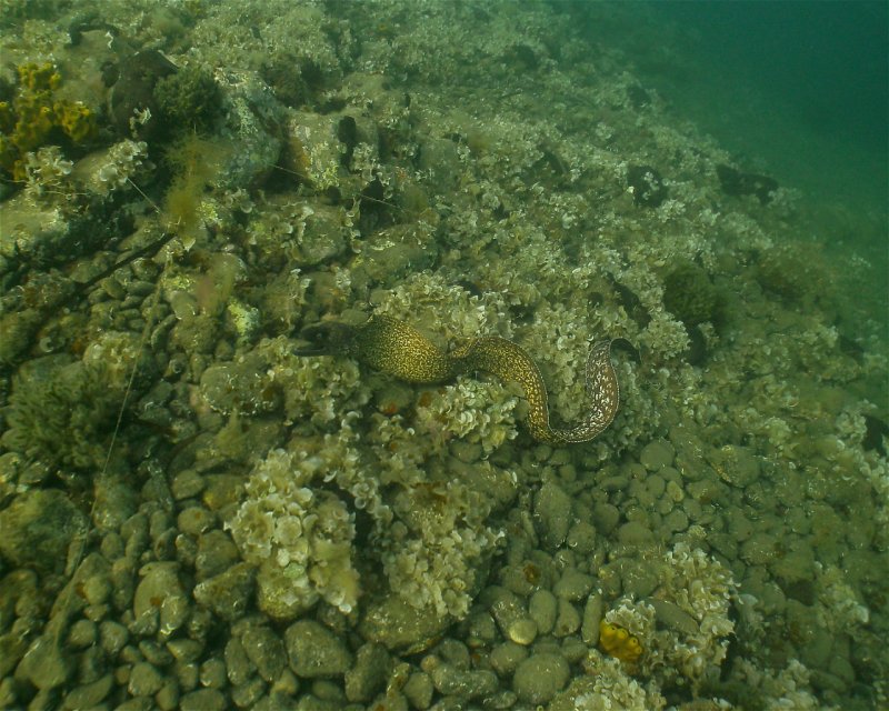 Divesite Image