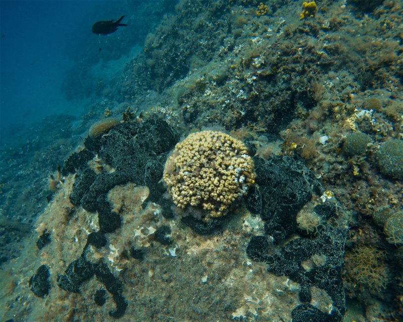 Divesite Image