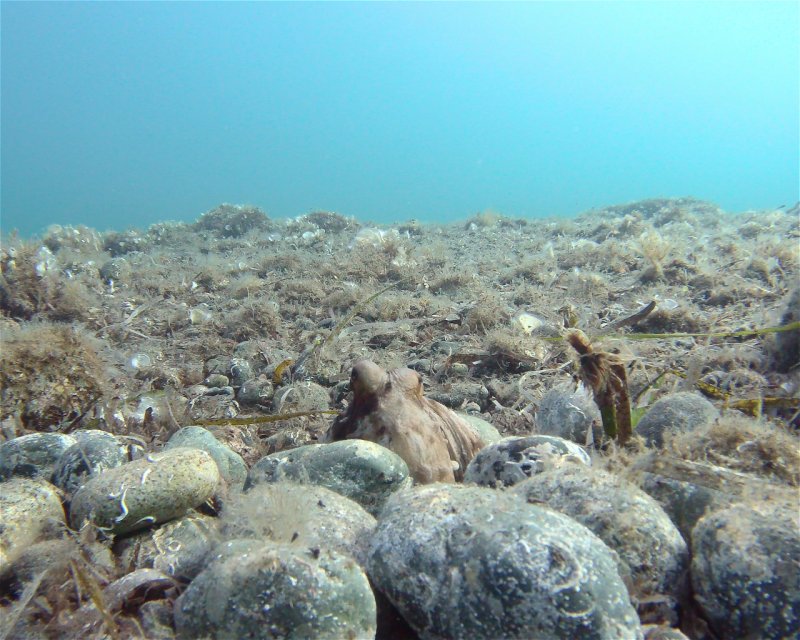 Divesite Image