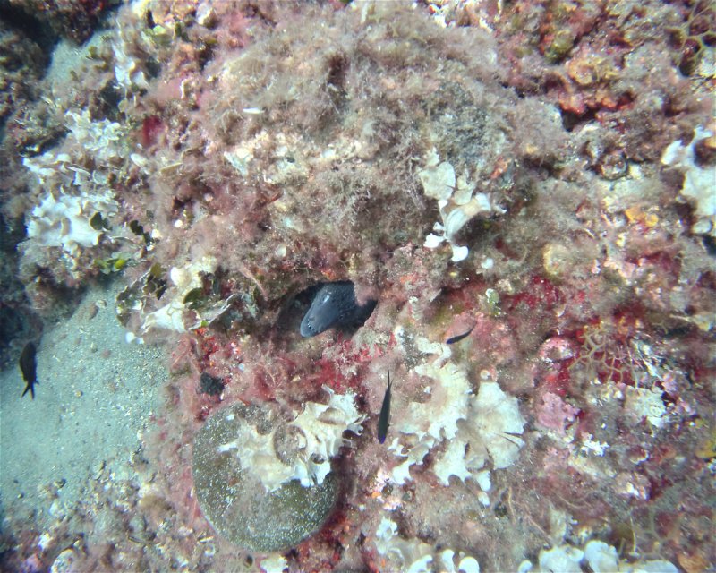 Divesite Image