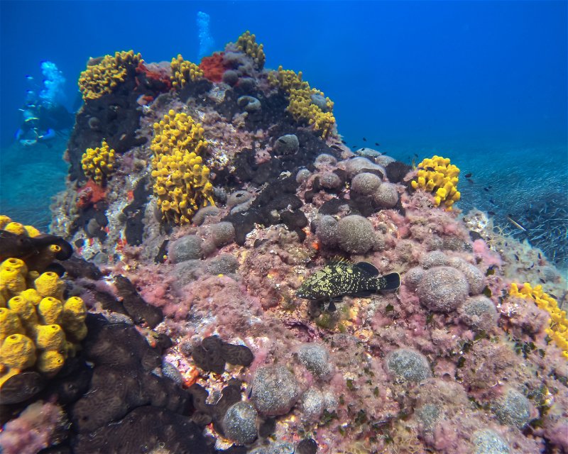 Divesite Image