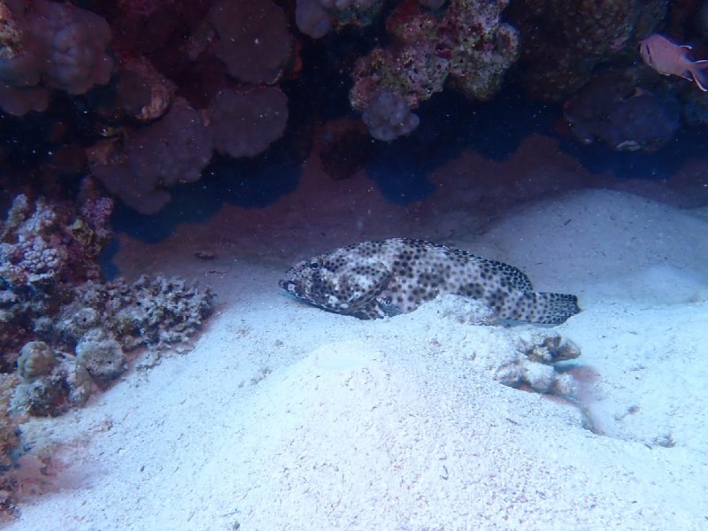 Divesite Image