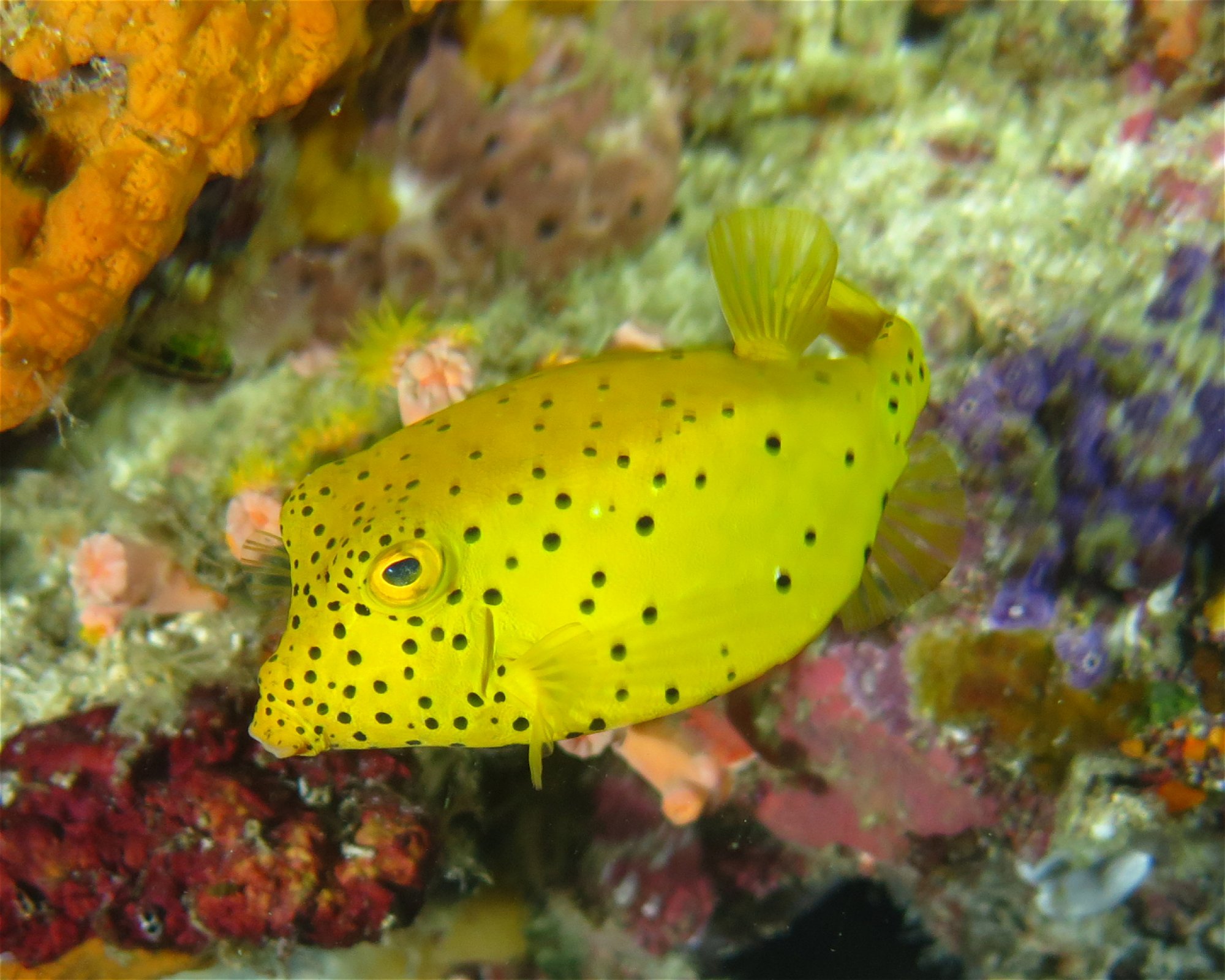 Extra Divers Spice Island, 0000 Labuah