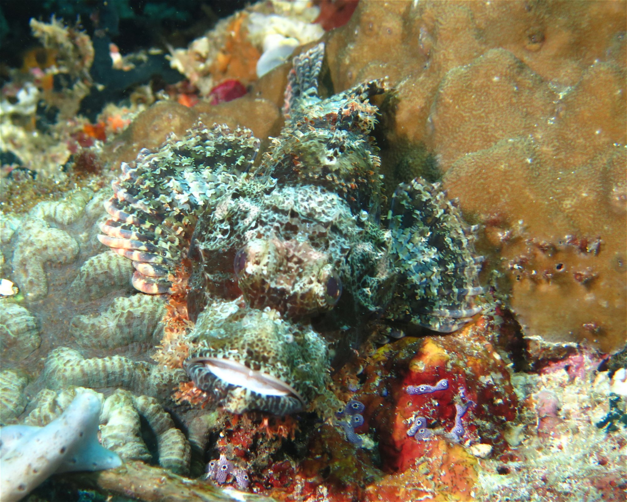Extra Divers Spice Island, 0000 Labuah