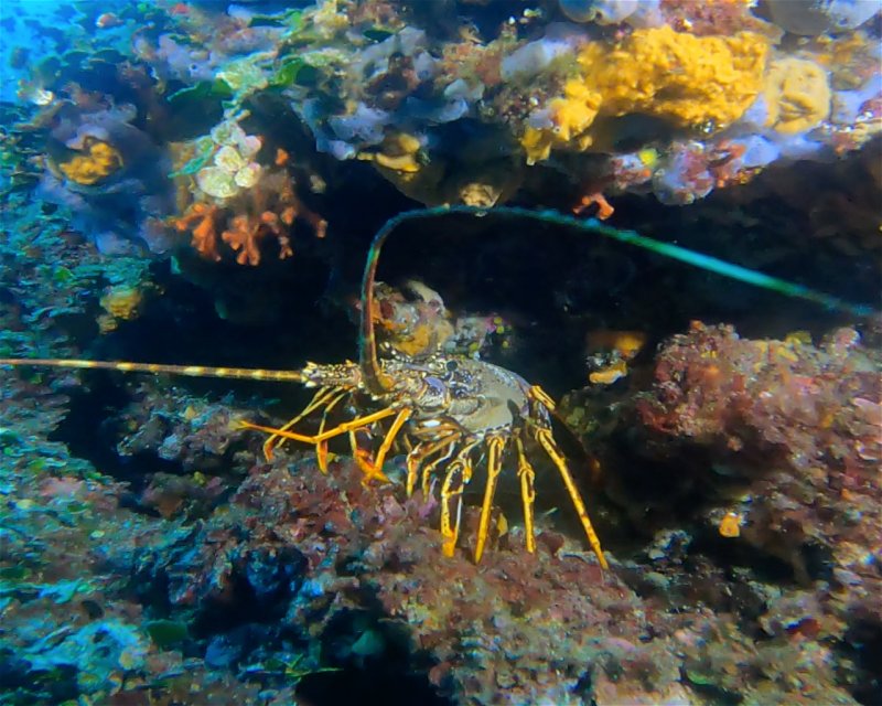 Divesite Image