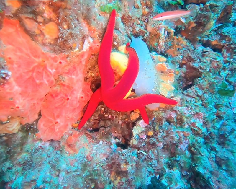 Divesite Image
