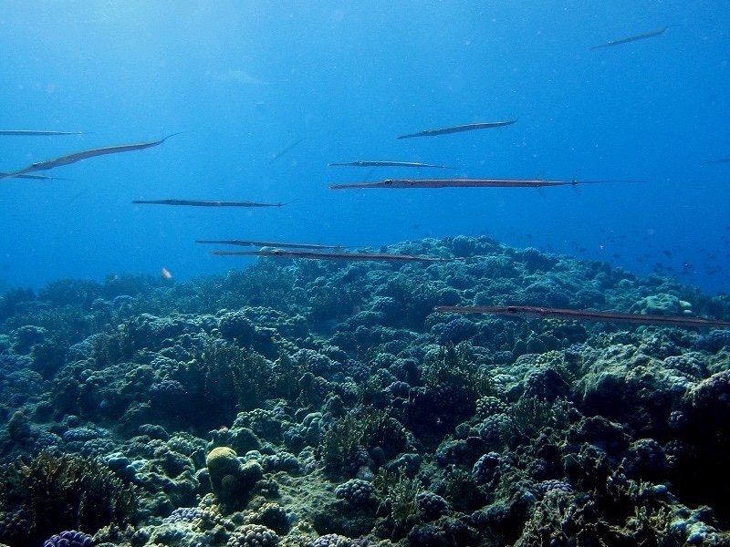Divesite Image