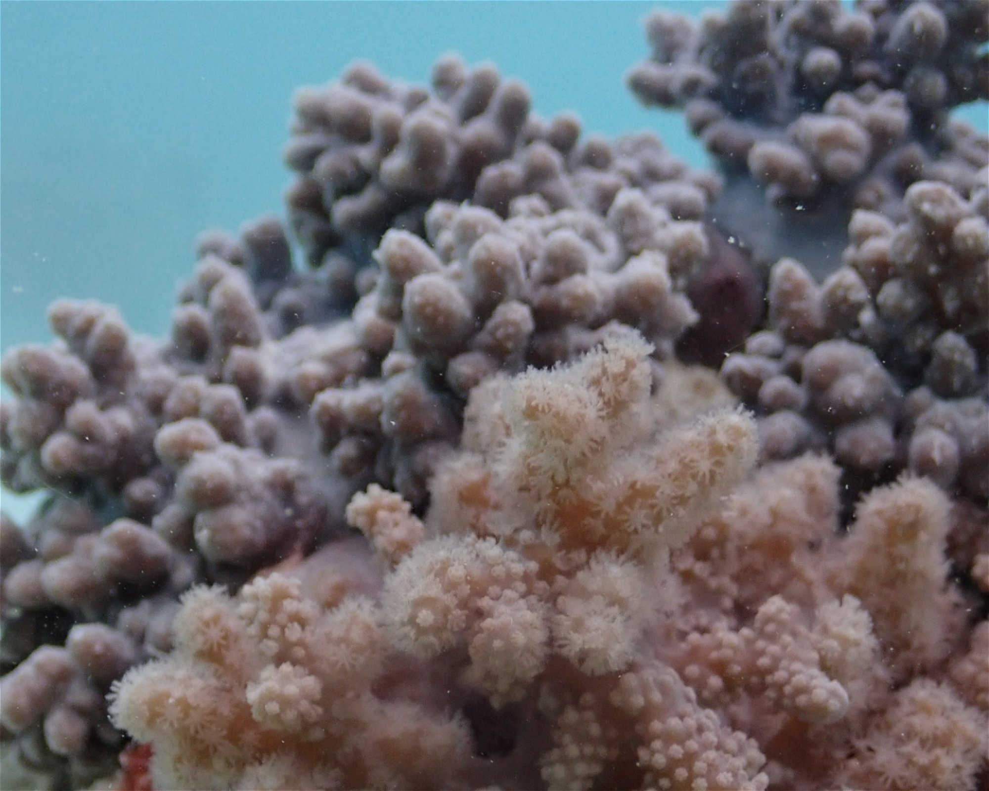 Sub Oceanic at Hilton Maldives Amingiri, 20188 North Male Atoll