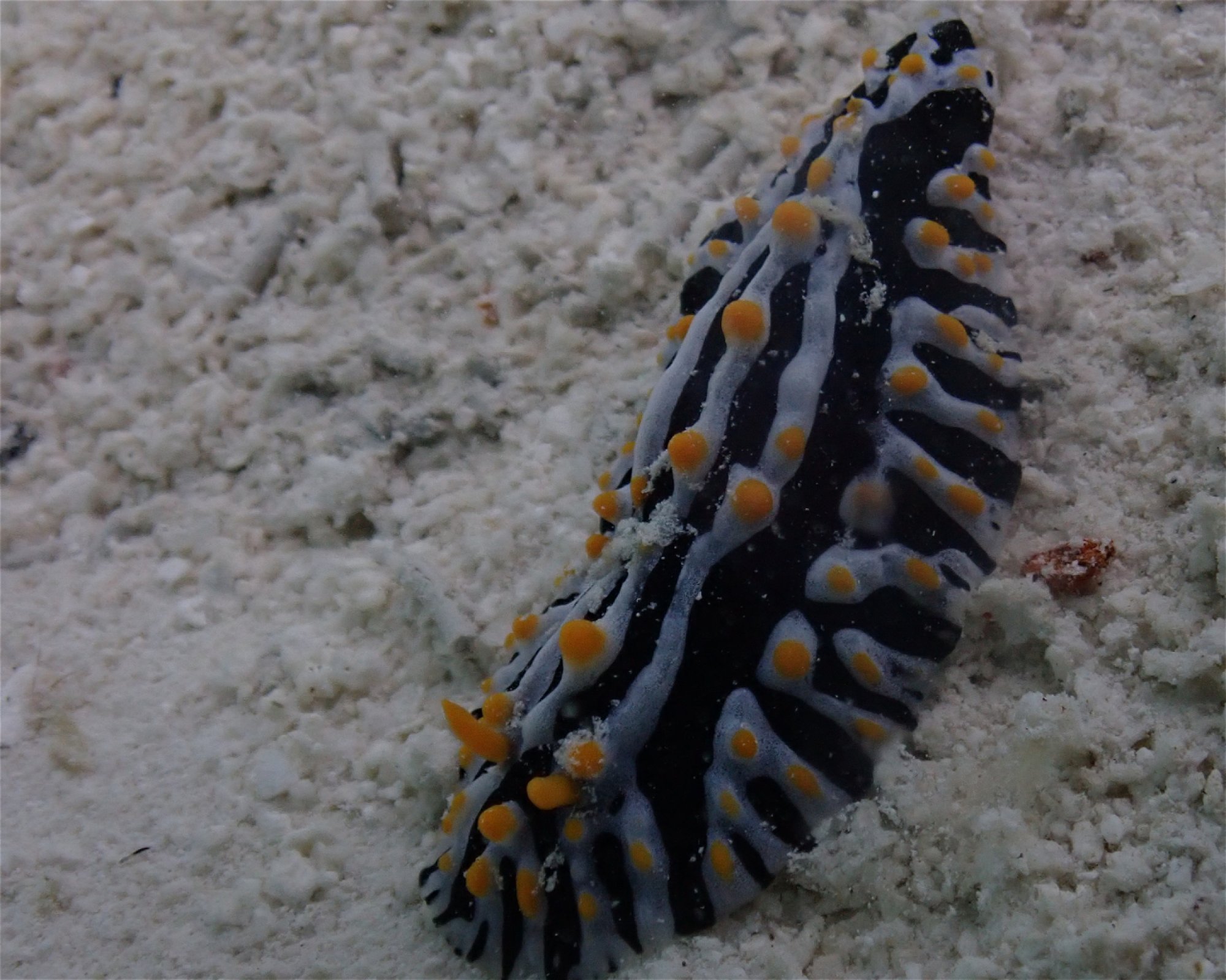 Sub Oceanic at Hilton Maldives Amingiri, 20188 North Male Atoll