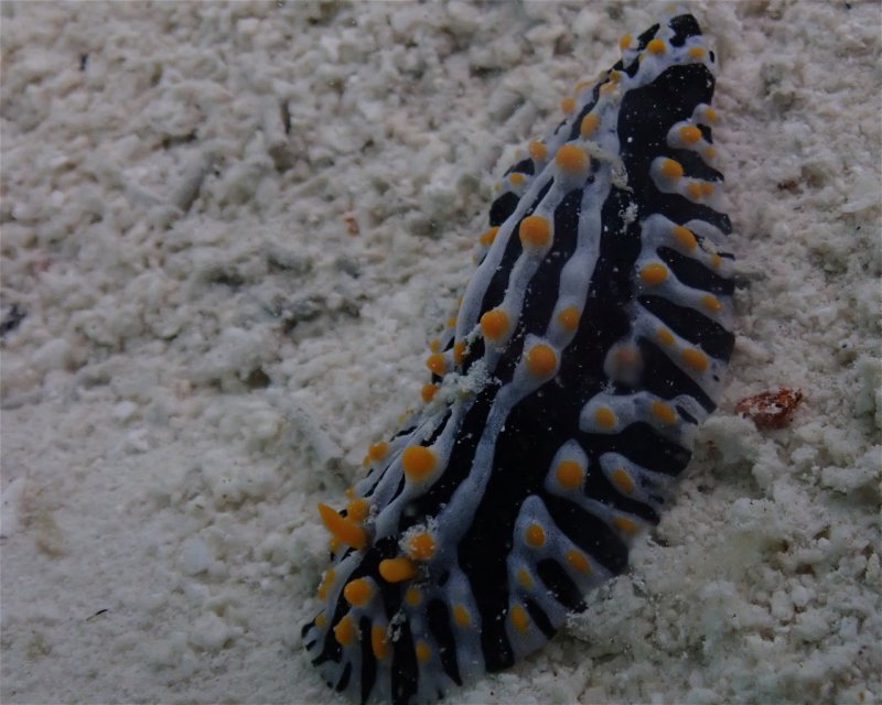Divesite Image