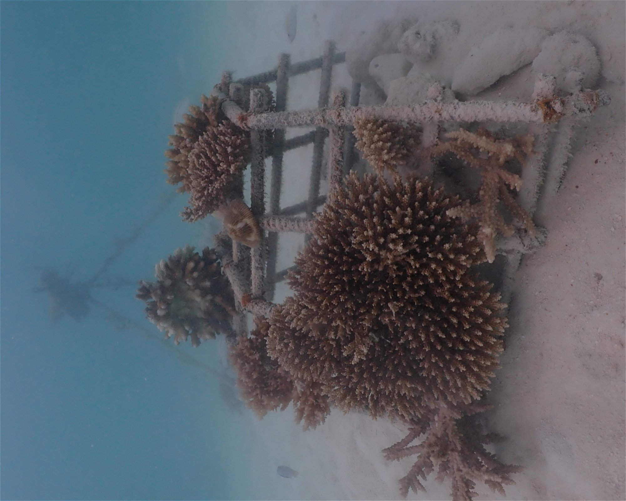 Sub Oceanic at Hilton Maldives Amingiri, 20188 North Male Atoll