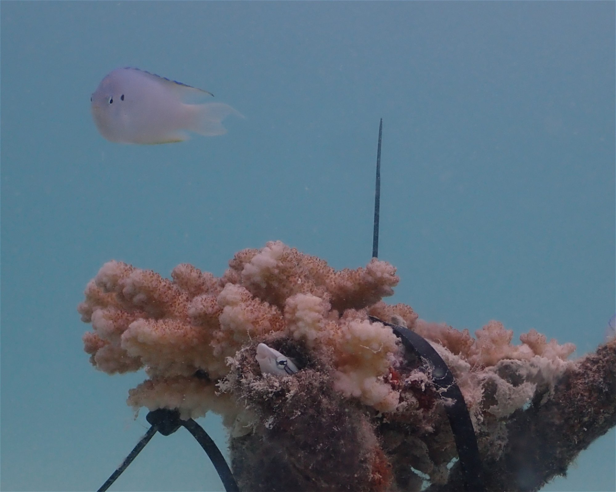 Sub Oceanic at Hilton Maldives Amingiri, 20188 North Male Atoll