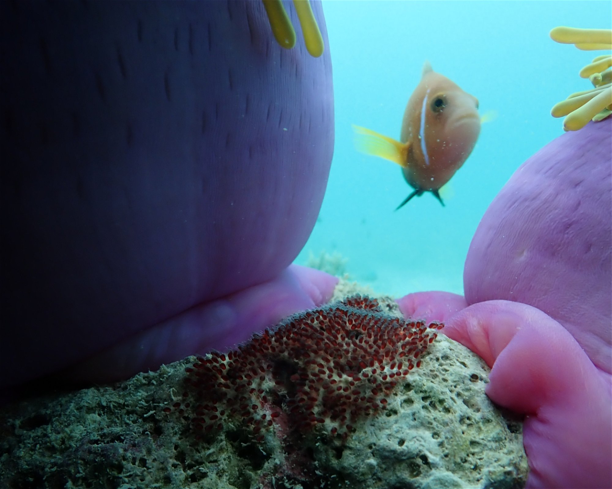 Sub Oceanic at Hilton Maldives Amingiri, 20188 North Male Atoll