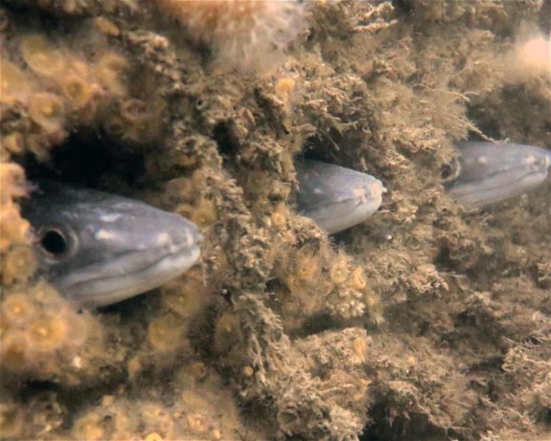 Divesite Image
