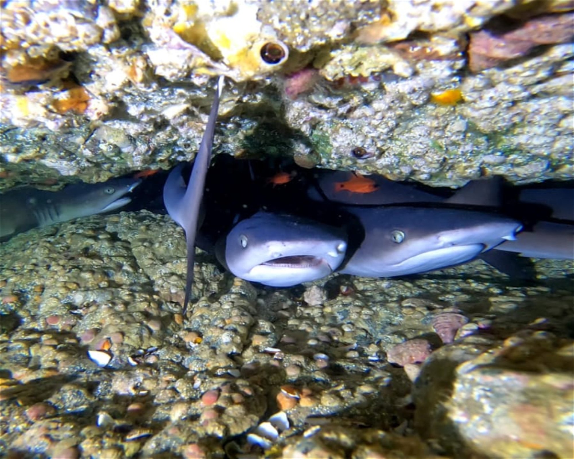 ChrisDiving, Dive Center Costa Rica, 50304 Playa Potrero