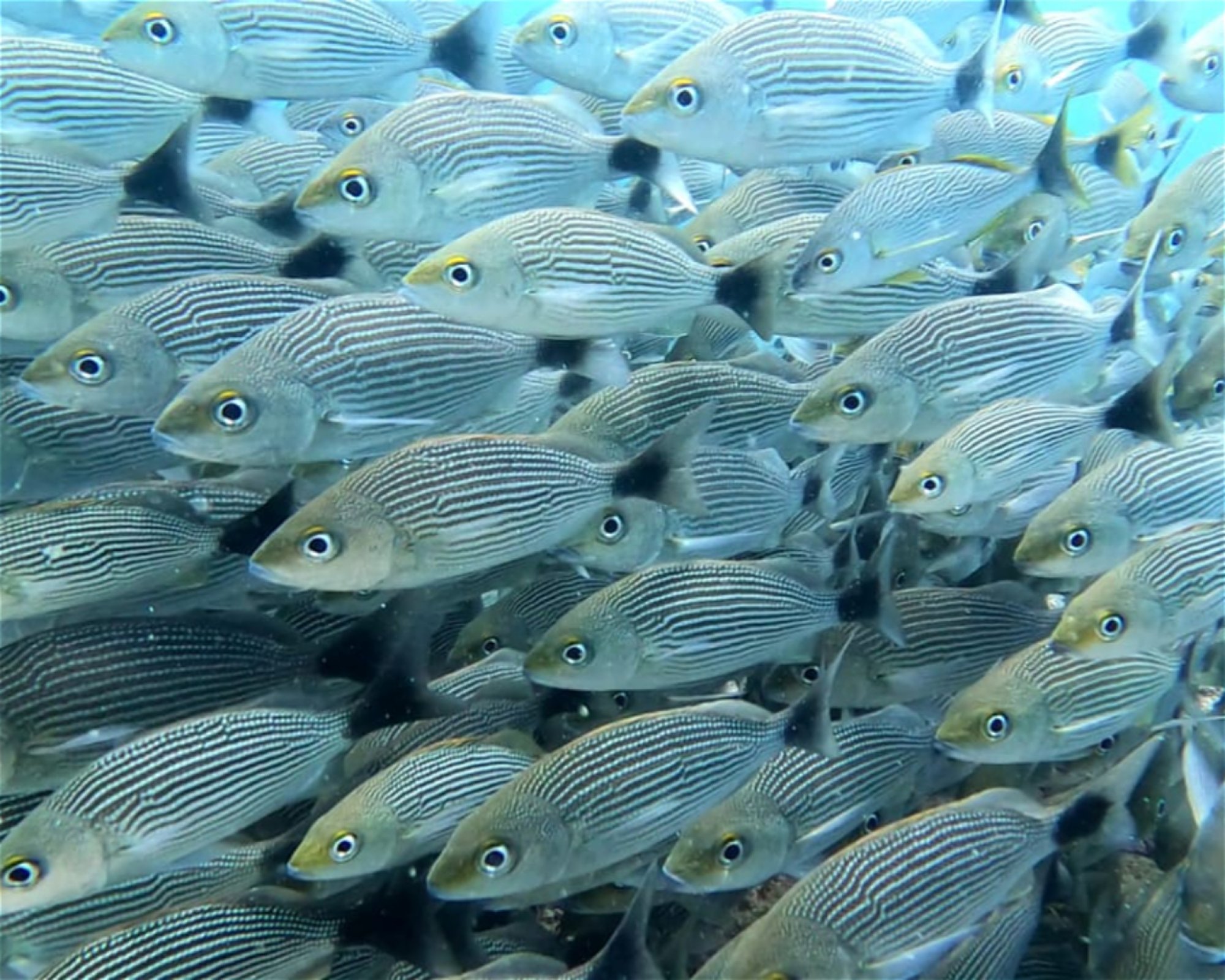ChrisDiving, Dive Center Costa Rica, 50304 Playa Potrero