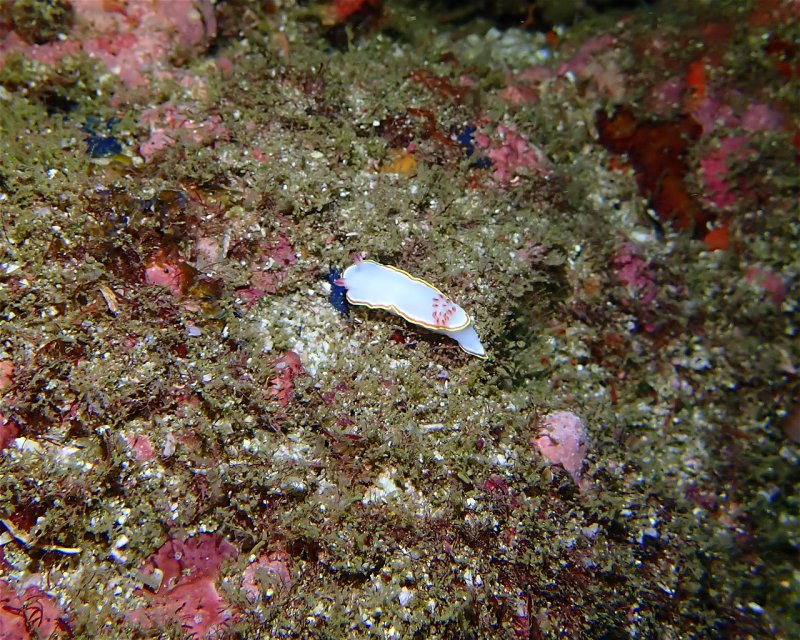Divesite Image